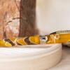 Visconti Opera Master Savanna Fountain Pen - Image 17